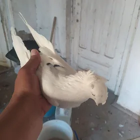 kepder