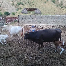 goleli sygyr 2 sanak