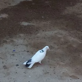 kepderi