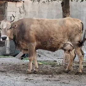 Sygyr