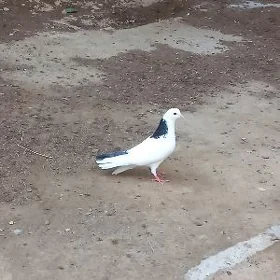 kepderi