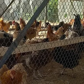tovuk erleşýan eri peşanaly lý