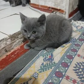 Şatlan