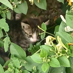 кошка /pişik
