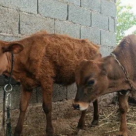 okuzce