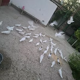 голуби голуби