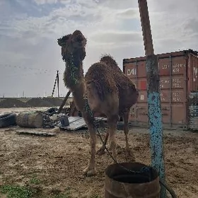 köṣekli düye