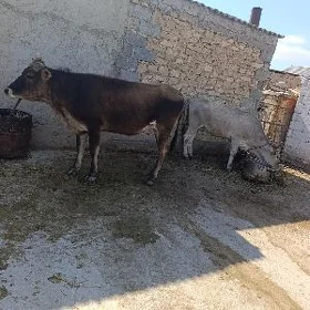 sygyrlar