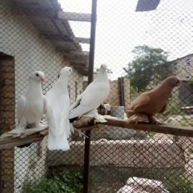 kepder