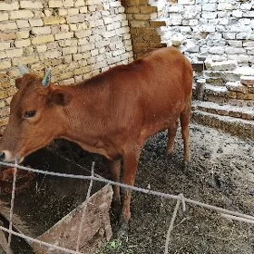 Unajyn