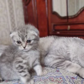котёнок