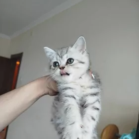 шотландские