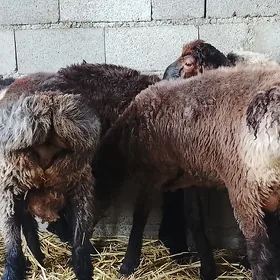 goyun  işşek berre