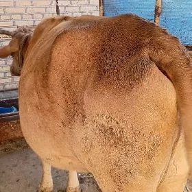 Сыгыр