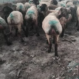 işşek