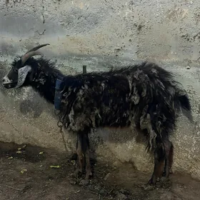 Geçi