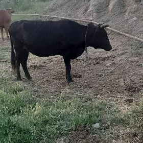 boğaz sygyrlar