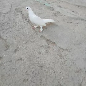 kepderi