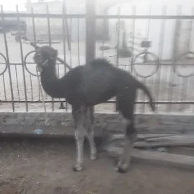 KÖŞEK