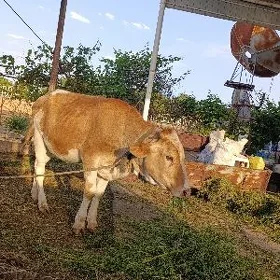 göle