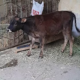 şwes öküz