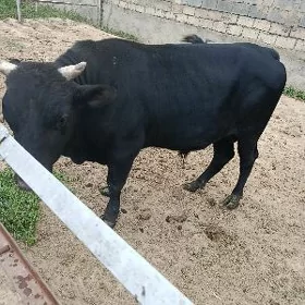 Öküz