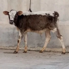 ÖKÜZ