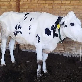Kanatka Bogaz Tüwe