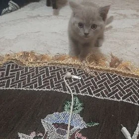 катята