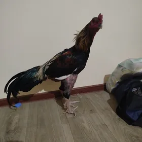 Baýess