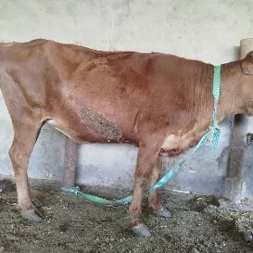 Bakylan sygyr
