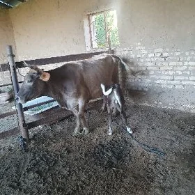 goleli sygyr.