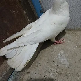 kepderi