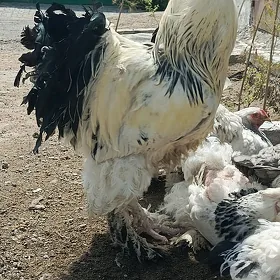 Брама 