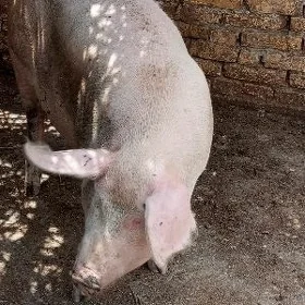 Матка