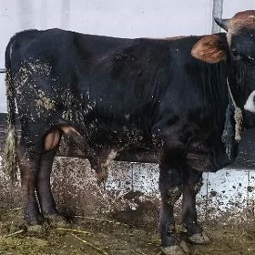 Öküz siwes
