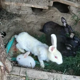 Towşanlar