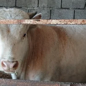 ökiz