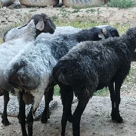 goýun erkeç