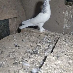 kepderi