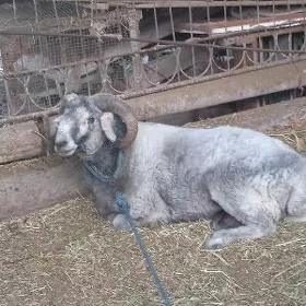 koçkar