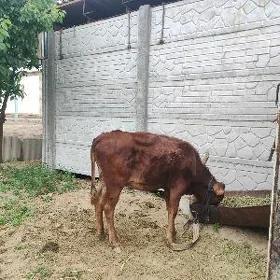 gulajyn gole