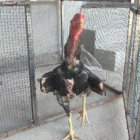 BAYSOW