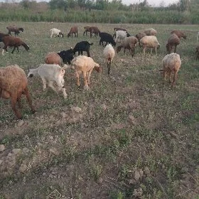 koyunlar