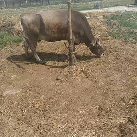 bakylan sygyr