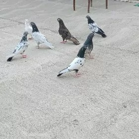 kepderi