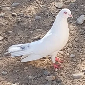 kepderi