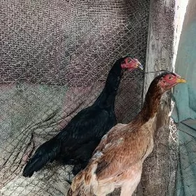 Taşkent Mäkiler
