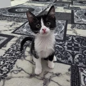 котик