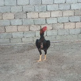 horaz